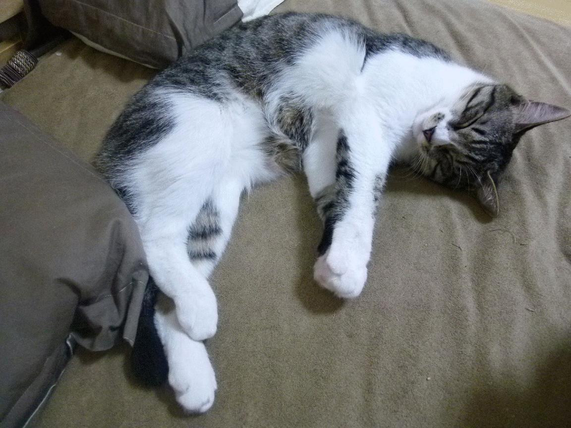 赛道与球场的交响，当F1遇上NBA，快节奏时代如何定义伟大