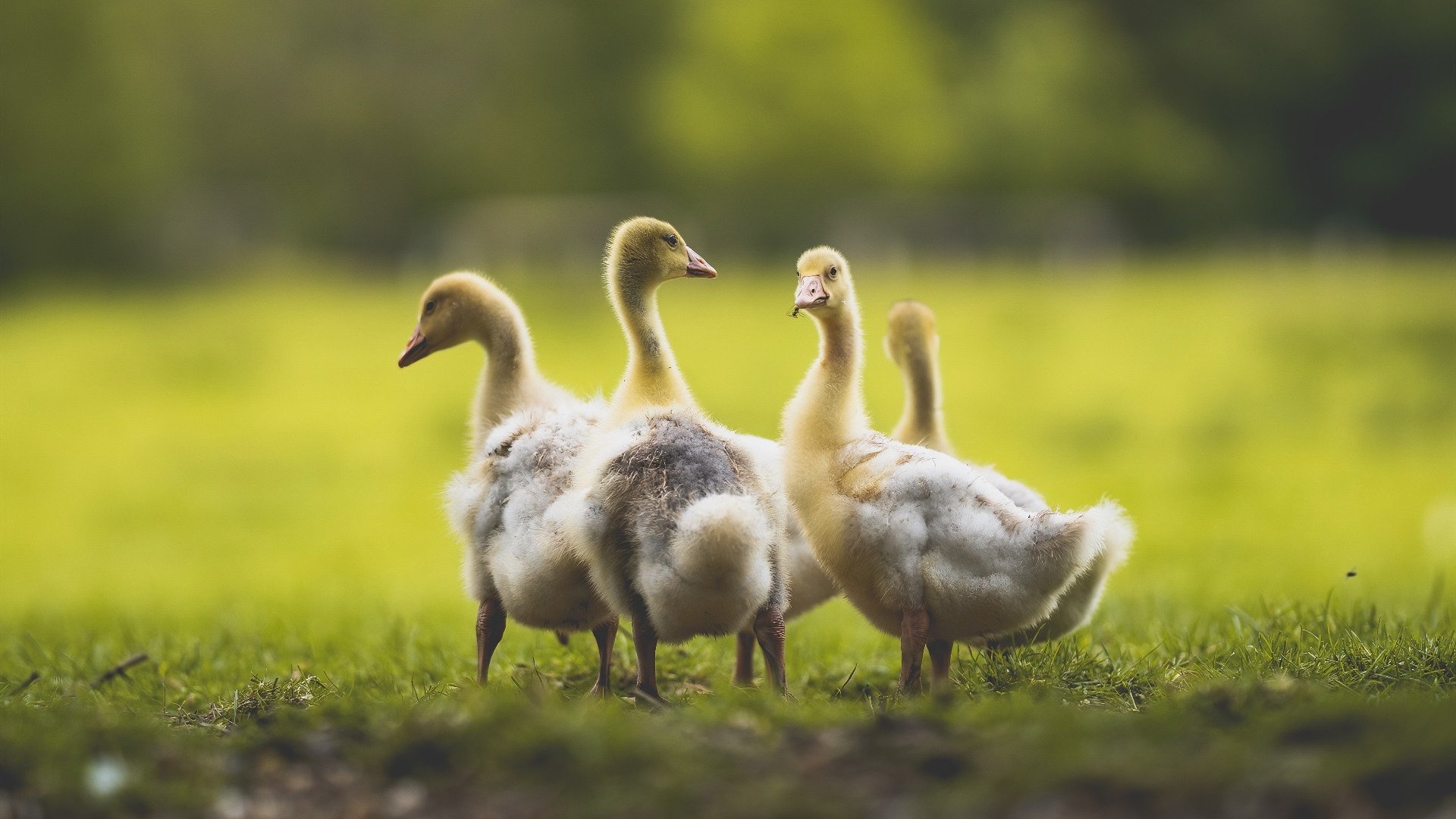 勇士强势拿下雄鹿，欧文末节爆发成关键先生—深度解析一场史诗级对决